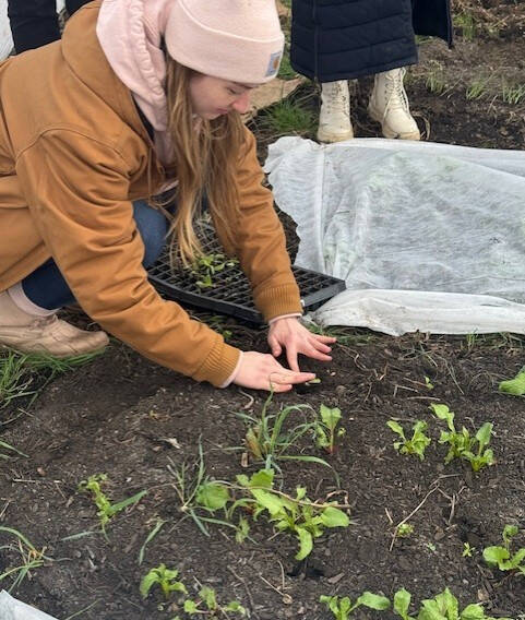 Applied Food and Nutrition student assists with planting vegetable seedlings in a community garden.